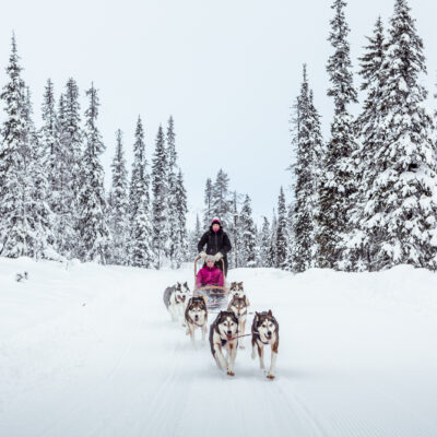 are huskies arctic animals